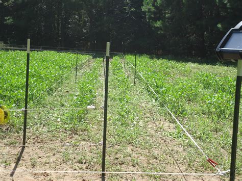 wire electric fence system  control  deer access  food plots agrilife today