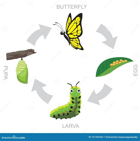 butterfly pupa larva life cycle vector illustration background stock