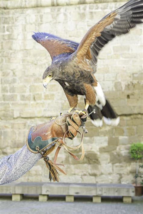 eagle falconry stock image image  brown  kite