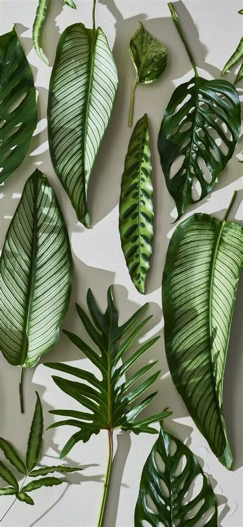 the 67 good indoor plants for minimalist homes you can get for inspire 9 in 2019 flower