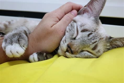 cat  clingy great pet care