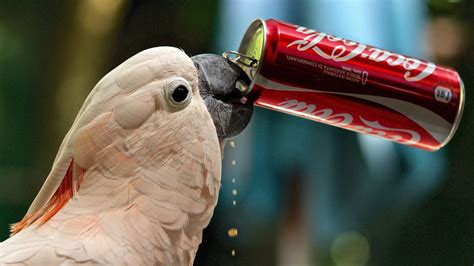 cockatoo parrot  drinking coca cola hd animals wallpapers hd wallpapers id