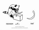 Alphabet Arabic Letter Raa Worksheets Letters Coloring Raccoon Pages Activity Activities Fun Alif Choose Board 10th Kids Worksheet Explore sketch template