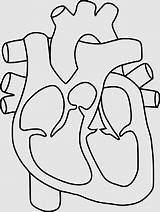 Anyrgb Baltic Homo Sapiens Circulatory Emotion sketch template
