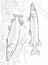 Coloring Walleye Pout Salmon Pages Getdrawings Getcolorings sketch template