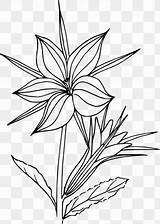 Biopharmaceutical Botany Aloe Dandelions Angustifolium Epilobium Ku Similars Twig sketch template