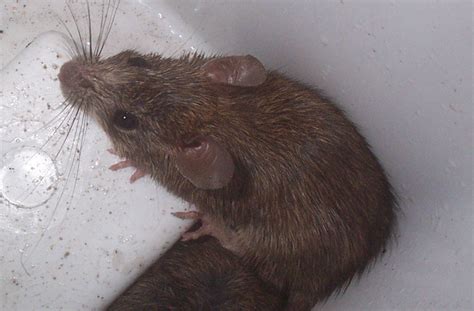 rats transmit diseases  people