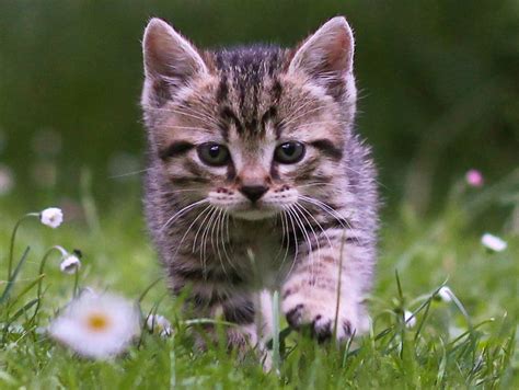 cute tabby kitten wallpaper  kitten downloads