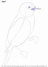 Xenops Draw Beak sketch template