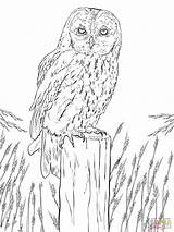 Owl Tawny Coloring Pages Owls Printable Supercoloring Super Drawing Colouring Kids Cute Patterns Sketch Animal Eyes sketch template