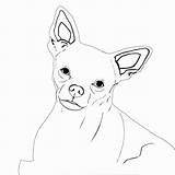 Chihuahua Chihuahuas sketch template
