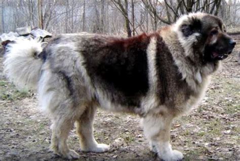 caucasian shepherd dog breed information images characteristics health