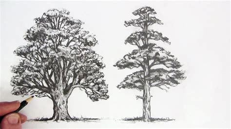drawing trees arca