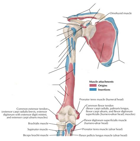 scapula humerus muscle attachments diagram quizlet