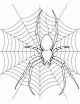 Spider Coloring Web Its Pages Halloween Drawing Colouring Printable Supercoloring Spiders Adult Categories Choose Board sketch template