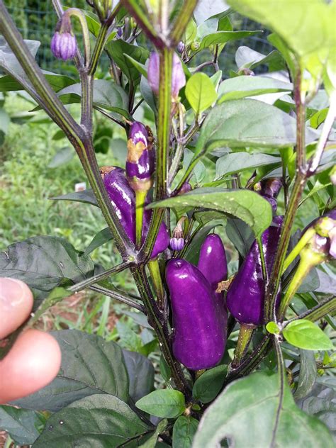 trinidad purple coffee peppers   gardening