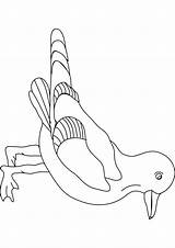 Seagull Coloring Pages Results sketch template