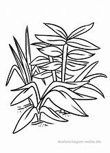 Pflanzen Malvorlage Ausmalbilder Malvorlagen Blumen Kostenlose sketch template