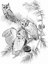 Coloring Owls Screech Pages Perched Owl Supercoloring Printable Categories sketch template