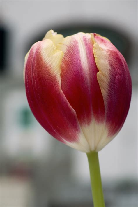 image tulip flower libreshot public domain