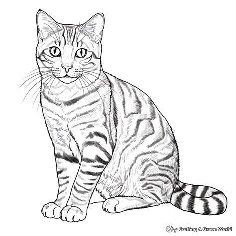 tabby cat coloring pages  printable