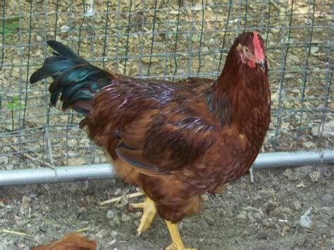 Roo Or Pullet 8 Week Old Red Sex Link Or New Hampshire