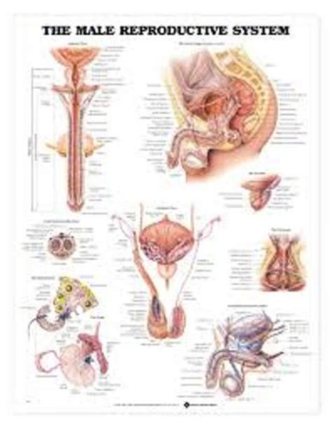 10 Interesting Male Reproductive System Facts My