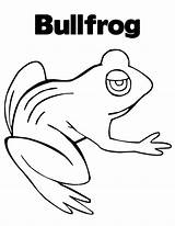 Bullfrog Tocolor sketch template