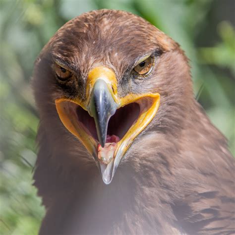 golden eagle  stock photo public domain pictures