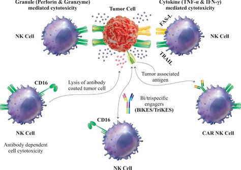 frontiers car nk cell   paradigm  tumor immunotherapy