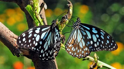 Insecure Insects Male Butterflies Mark Females With Repulsive Smell