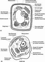 Cell Animal Coloring Plant Worksheet Organelle Organelles Diagram Parts Quiz Worksheeto Via Biology sketch template