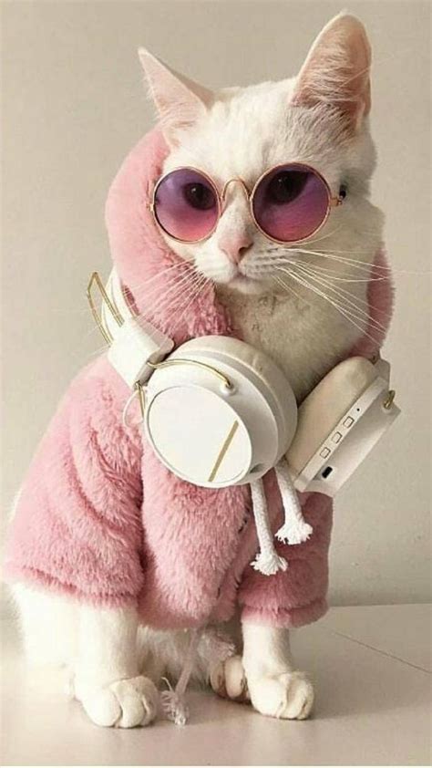 pin em cat fashion  atjdavis cute cat dressed wallpapers cute cat background