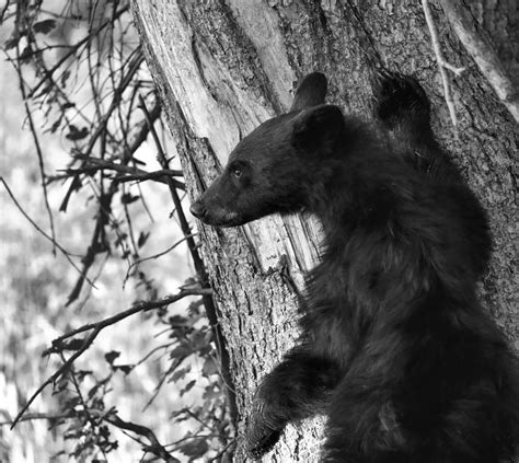 black  white black bear cub photograph   sproul