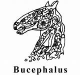Bucephalus sketch template