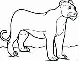 Lions Coloring Pages Detroit Getcolorings Lion Getdrawings sketch template