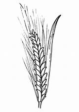 Wheat Coloring Designlooter sketch template