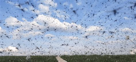 swarms  mosquitoes  killing anmals  louisiana