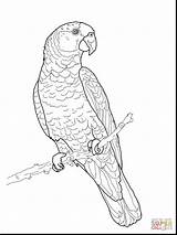 Coloring Parrot Pages Amazon Macaw Bird Outline Drawing Scarlet Parrots Print Color Imperial Printable Green Supercoloring Adult Para Colorear Colouring sketch template