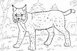 Lynx Luchs Bobcat Lince Colorare Wald Printable Ausmalbilder Kinder Bambini Ausmalen Zeichnen Little Printmania Roux Coloriages Adulti Tiere sketch template