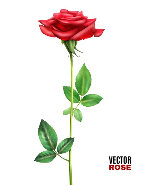 rose flower illustration  vector art  vecteezy