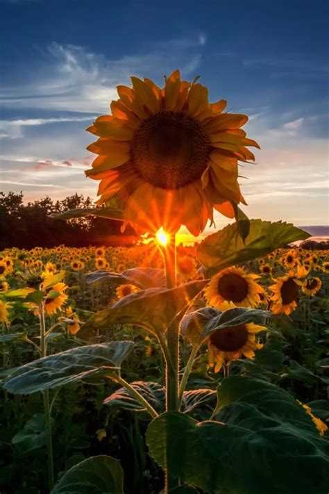 girasoles  tumblr