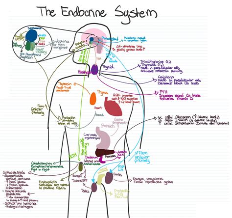 concise visual representation   endocrine system glands  hormones