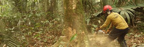 Devastating Human Impact On The Amazon Rainforest Revealed Lancaster
