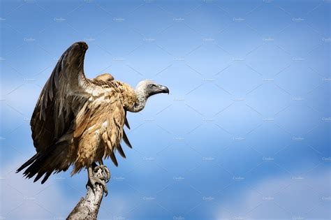 white backed vulture perched animal stock  creative market
