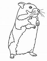 Hamster Dessin Porcusor Coloriage Guineea Kolorowanki Colorat Cu Colorir Hellokids Ausmalbilder Hamsteri Cobaya Criceto Hamsters Imprimer Colorier Chomiki Dessiner Mignon sketch template