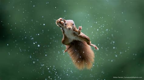 comedy wildlife photo finalists   bit  silly  youd hope