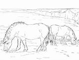 Ponies Ausmalbilder Shetland Kolorowanka Grazing Ponys Supercoloring Dwa Druku Kucyki Ausmalbild sketch template
