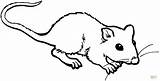 Rat Rato Colorir Ratte Ratto Maus Mole Line Kleine Desenhos Tekenen Cheirando Suesse Malvorlage Fink Ratten Ratos Ausdrucken Supercoloring sketch template