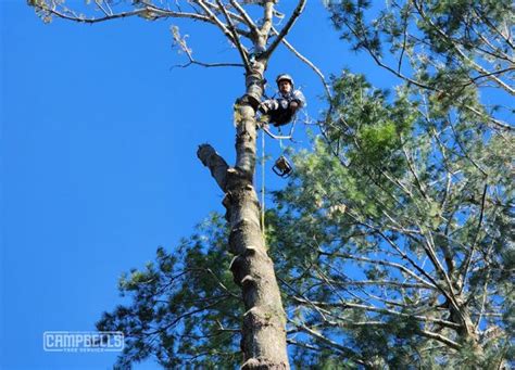 10 Health Benefits Of Tree Trimming